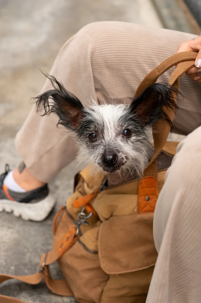 requisitos perro apoyo emocional evaluacion psicologica
